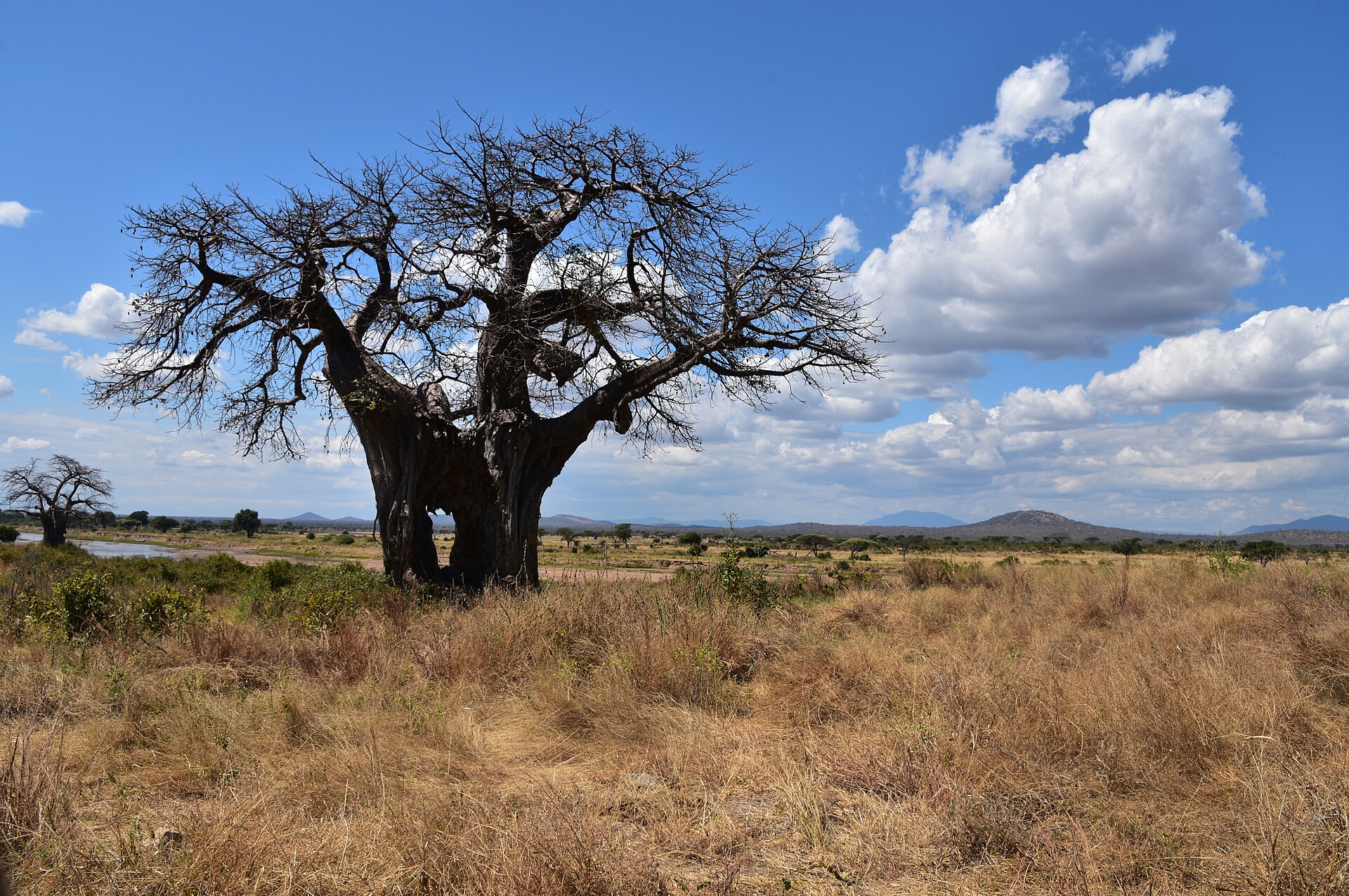 Ruaha National Park